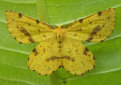 Xanthotype urticaria by Bruce Marlin. Used under a CC BY-SA 2.5 license.