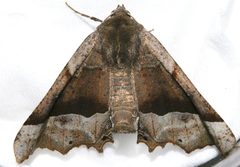Pero mizon3 by CBG Photography Group, Centre for Biodiversity Genomics. Used under a CC0 license.