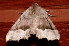 Pero mizon4 by CBG Photography Group, Centre for Biodiversity Genomics. Used under a CC0 license.