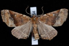 Pero morrisonaria JdW by Jeremy deWaard, University of British Columbia. Used under a CC BY 3.0 license.