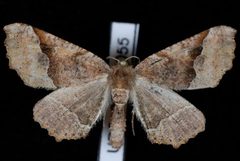 Pero morrisonaria JdW 1 by Jeremy deWaard, University of British Columbia. Used under a CC BY 3.0 license.