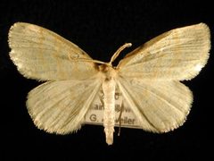 Cabera erythemaria1 by Jeremy deWaard, University of British Columbia. Used under a CC BY 3.0 license.
