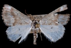 Lomographa semiclarata by Jeremy deWaard, University of British Columbia. Used under a CC BY 3.0 license.