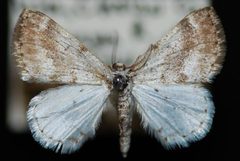 Lomographa semiclarata1 by Jeremy deWaard, University of British Columbia. Used under a CC BY 3.0 license.