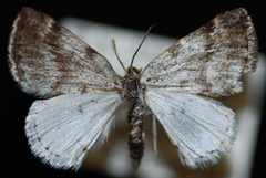 Lomographa semiclarata2 by Jeremy deWaard, University of British Columbia. Used under a CC BY 3.0 license.