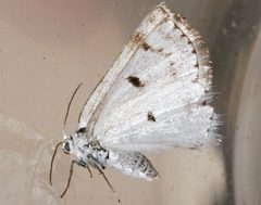 Lomographa semiclarata3 by CBG Photography Group, Centre for Biodiversity Genomics. Used under a CC0 license.