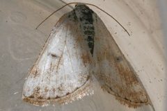 Lomographa semiclarata4 by CBG Photography Group, Centre for Biodiversity Genomics. Used under a CC0 license.