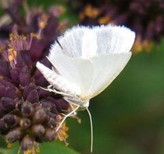 Lomographa vestaliata by Jacy Lucier. Used under a CC BY-SA 4.0 license.