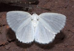 Lomographa vestaliata P1220647a by 
xpda. Used under a CC BY-SA 4.0 license.