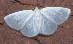 Lomographa vestaliata P1220654a by
xpda. Used under a CC BY-SA 4.0 license.