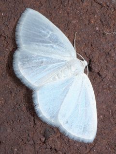 Lomographa vestaliata P1250021a by 
xpda. Used under a CC BY-SA 4.0 license.