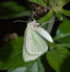 Lomographa vestaliata P1250125a by 
xpda. Used under a CC BY-SA 4.0 license.