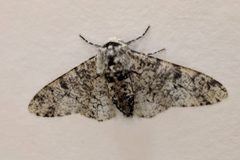 Biston betularia 104588428 by Michel Langeveld. Used under a CC BY-SA 4.0 license.