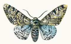 Biston betularia by Nemos by Dr. F. Nemos. Used under a Public domain license.