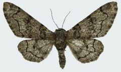 Biston betularia nepalensis female by Nan Jiang, Dayong Xue, Hongxiang Han. Used under a CC BY 3.0 license.