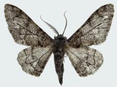 Biston betularia nepalensis male by Nan Jiang, Dayong Xue, Hongxiang Han. Used under a CC BY 3.0 license.