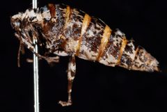 Erannis vancouverensis f by Jeremy deWaard, University of British Columbia. Used under a CC BY 3.0 license.
