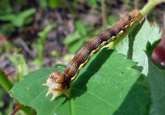 Erannis vancouverensis larva by Jacy Lucier. Used under a CC BY-SA 4.0 license.