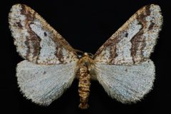 Erannis vancouverensis m by Jeremy deWaard, University of British Columbia. Used under a CC BY 3.0 license.