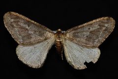 Erannis vancouverensis m1 by Jeremy deWaard, University of British Columbia. Used under a CC BY 3.0 license.