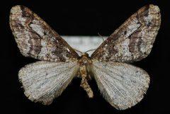 Erannis vancouverensis m2 by Jeremy deWaard, University of British Columbia. Used under a CC BY 3.0 license.