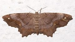 Hypagyrtis esther by Mike Boone. Used under a CC BY-SA 2.5 license.