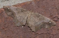 Hypagyrtis esther P1250604a by 
xpda. Used under a CC BY-SA 4.0 license.