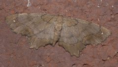 Hypagyrtis esther P1300333a by 
xpda. Used under a CC BY-SA 4.0 license.