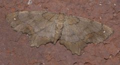 Hypagyrtis esther P1300334a by 
xpda. Used under a CC BY-SA 4.0 license.