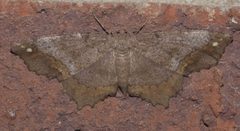 Hypagyrtis esther P1300823a by 
xpda. Used under a CC BY-SA 4.0 license.