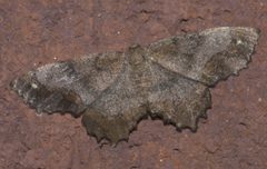 Hypagyrtis esther P1300824b by 
xpda. Used under a CC BY-SA 4.0 license.