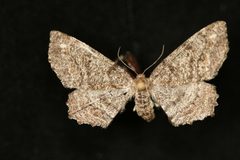 Hypagyrtis piniata by Jeremy deWaard, University of British Columbia. Used under a CC BY 3.0 license.