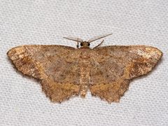 Hypagyrtis unipunctata by Mike Boone. Used under a CC BY-SA 2.5 license.