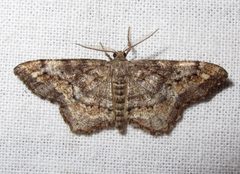 Hypagyrtis unipunctata 1 by Jacy Lucier. Used under a CC BY-SA 4.0 license.