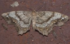 Hypagyrtis unipunctata P1190340b by 
xpda. Used under a CC BY-SA 4.0 license.