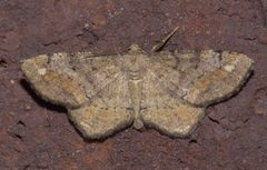 Hypagyrtis unipunctata P1250354a by 
xpda. Used under a CC BY-SA 4.0 license.