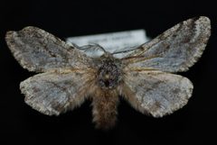 Lycia ursaria1 by Jeremy deWaard, University of British Columbia. Used under a CC BY 3.0 license.