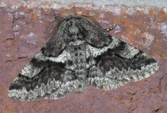 Lycia ypsilon P1570686a by 
xpda. Used under a CC BY-SA 4.0 license.