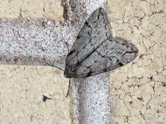 Garza Paleacrita vernata 07 by VPaleontologist. Used under a CC BY-SA 4.0 license.