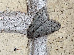 Garza Paleacrita vernata 10 by VPaleontologist. Used under a CC BY-SA 4.0 license.