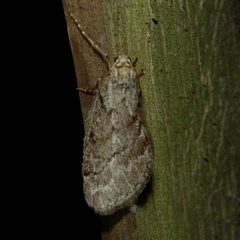 Paleacrita vernata by Dendroica cerulea. Used under a CC BY 2.0 license.
