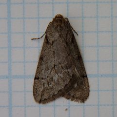 Paleacrita vernata 1 by Dendroica cerulea from Highland Park, NJ, United States. Used under a CC BY 2.0 license.