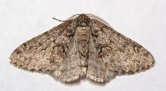 Phigalia denticulata by Mike Boone. Used under a CC BY-SA 2.5 license.