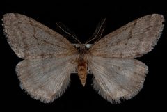 Phigalia plumogeraria1 by Jeremy deWaard, University of British Columbia. Used under a CC BY 3.0 license.