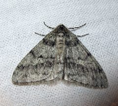 Phigalia strigataria by Jacy Lucier. Used under a CC BY-SA 4.0 license.