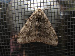 Phigalia strigataria male by Beatriz Moisset. Used under a CC BY-SA 4.0 license.