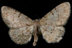 Aethalura intertexta by Jeremy deWaard, University of British Columbia. Used under a CC BY 3.0 license.