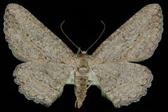 Anavitrinella addendaria by Jeremy deWaard, University of British Columbia. Used under a CC BY 3.0 license.