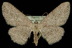 Anavitrinella addendaria1 by Jeremy deWaard, University of British Columbia. Used under a CC BY 3.0 license.