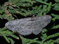 Anavitrinella pampinaria P1500805a by 
xpda. Used under a CC BY-SA 4.0 license.